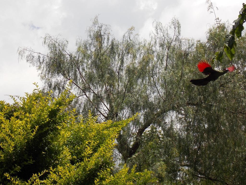 Songota Falls Lodge Arusha Chambre photo